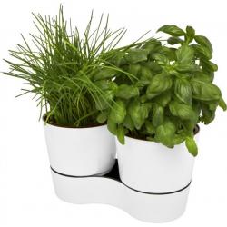 Herbs twin kitchen pot 