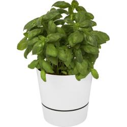 Herbs single kitchen pot 