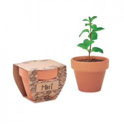 Terracotta pot mint seeds...